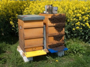 Ostern 2014: das im Bild rechte Volk ist außen voll besetzt mit Bienen (Bienenbart)