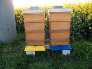 Ostern 2014: die gleichen Beuten am Abend. Die Bienen haben sich wieder nach innen verzogen.