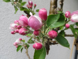 Apfelblüte April 2015