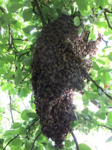 Bienenschwarm 01/2015 am 7.5.2015 im Apfelbaum auf der Streuobstwiese Riedberg
