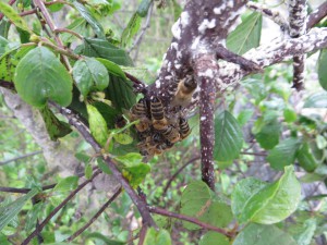 Restliche Bienen vom Schwarm 04/2015 am Kätcheslachweiher. Die weißen Flecken sind Bienenwachs