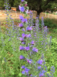 Bienenweide von 2014