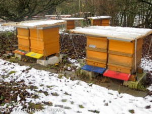 Unsere Bienenstöcke im Novemberschnee 2015. Alle drei Reihen sind zu erkennen.