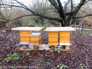4. Reihe unserer Bienenstöcke im November 2015, hier allerdings ohne Schneeauflage