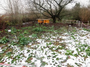 Bienenweide 2 im November 2015