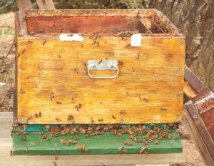 Ansitzende Bienen auf der alten Beute