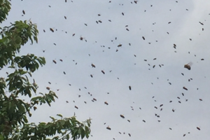 Lauter schwärmende Bienen