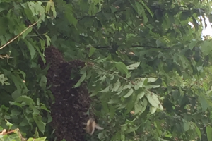 Bienenschwarm in etwa 6 Meter Höhe