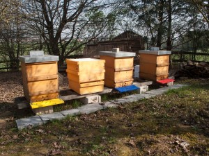 Beuten und Flachzargen als Honigräume vor dem Aufsetzen