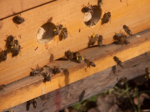 8. März 2014: An diesem warmen Tag herrscht ein sehr reger Flugbetrieb. Die heimkehrenden Bienen haben an den Beinen gelbe Flecken, die Pollenhöschen. 