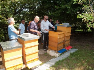 Völkerkontrolle durch die Neu-Imkergruppe und zugleich public bee-keeping: Öffnen eines Bienenstockes