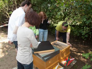 Völkerkontrolle durch die Neu-Imkergruppe: Einblicknahme in einen Ableger eines Bienenvolkes