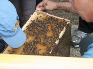 public bee-keeping: Besucher schauen in die ausgebauten Waben hinein