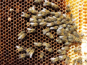 Tote Bienen auf einer Wabe