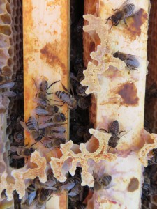 Wabengassen mit toten Bienen