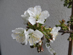 Kirschblüte April 2015