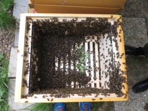 Leerzarge mit eingeschlagenem Bienenschwarm