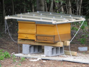 Dachkonstruktion über zwei einräumigen Beuten, in denen je ein frisch gefangener Bienenschwarm untergebracht ist
