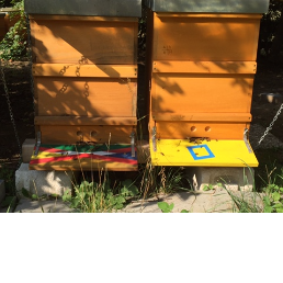 02.09.2015 - Bienenvölker auf der Streuobstwiese