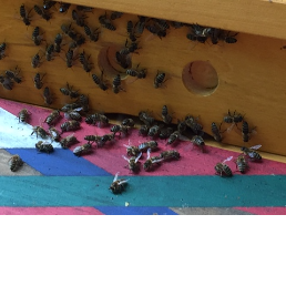 02.09.2015 - Viele Bienen vor dem Flugloch