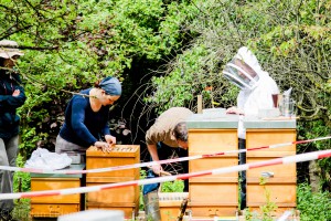 Die Neuimkergruppe mit Matthias Adler (gebückt) während Arbeiten an den Bienenvölkern