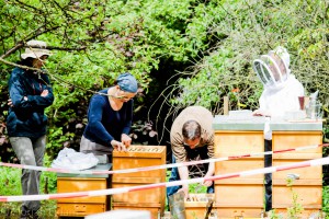 Die Neuimkergruppe mit Matthias Adler (in der Mitte, gebückt) beim Arbeiten an den Bienenvölkern