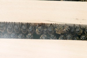 Bienen zwischen zwei Rahmen in der Wabengasse