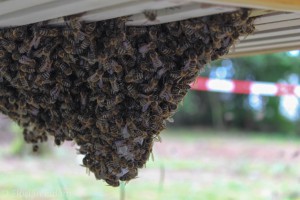 Bienentraube an den Unterkanten von Rahmen hängend