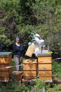 Neuimkergruppe: wir üben das Abschlagen der Bienen vom Rahmen