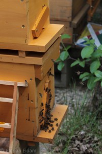Ablegerkasten mit Bienen im Anflugbereich. Links erkennbar ein Königinnenzuchtrahmen