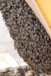 Bienen an den Unterkanten einer aufgeklappten Zarge