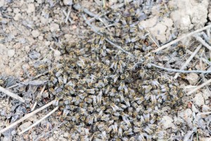 Restliche Bienen auf dem Erdboden nach Einfangen eines Schwarmes