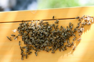 An der Außenwand anhaftende Bienen nach dem Einschlagen eines Schwarmes. Kurze Zeit später sind sie durch das Einflugloch in das Beuteninnere gezogen.