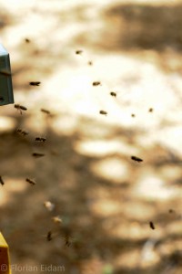 Bienen im Anflug vor ihrer Beute. Beute = Bienenstock, ihre "Wohnung"