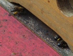 Pollenhöschen an heimkehrenden Bienen Ende Oktober 2015