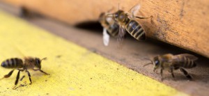 die ersten Bienen 2016