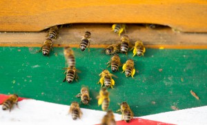 02.04.2016 Flugbetrieb. Bienen mit dicken Pollenhöschen 