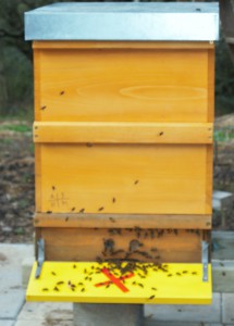 Bienen auf der neuen Beute