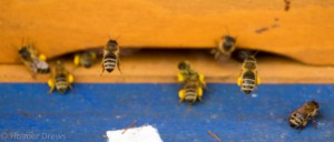 02.04.2016 Anfliegende Bienen zum Volk der Jugendgruppe