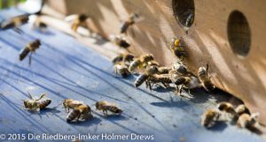 Zurückkehrende Bienen mit Pollenhöschen