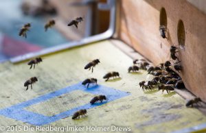 Landende Bienen vom Volk San Marco