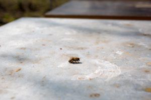 Biene mit Pollenhöschen an den Hinterbeinen