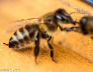 Bienen am 23.11.2016 bei 12 Grad Außentemperatur