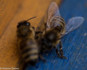 Bienen am 23.11.2016 bei 12 Grad Außentemperatur