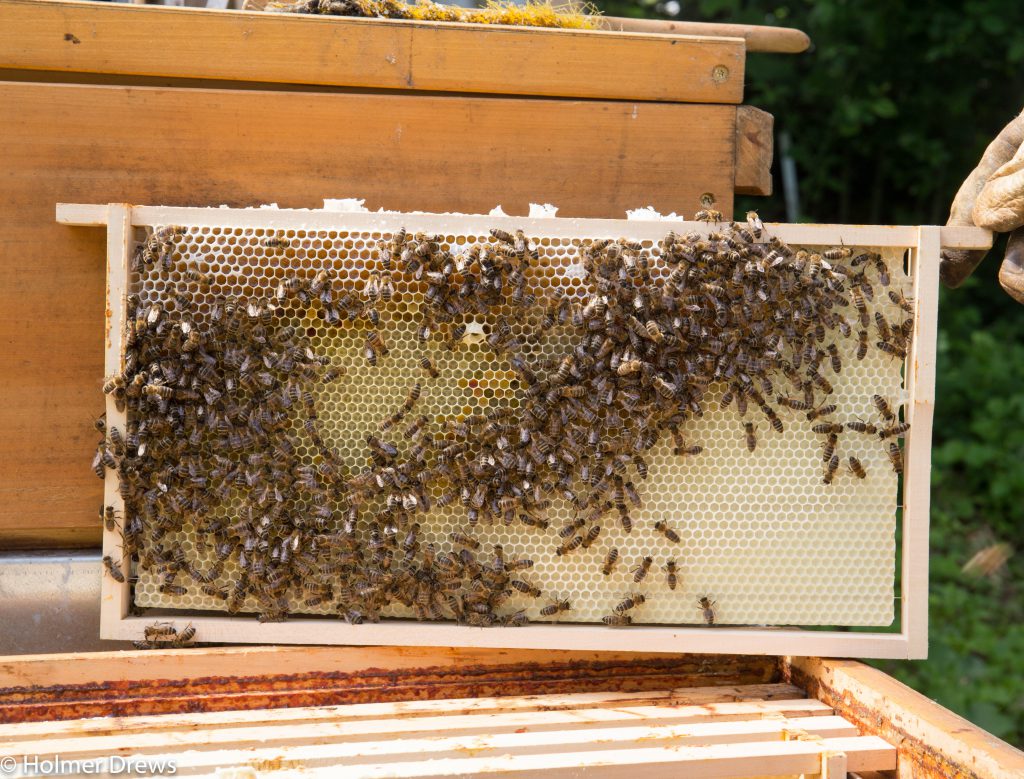 Wabenträger Distanzrahmen Hält 10 Rahmen Imker Bienenhaltung Zubeh x 12 